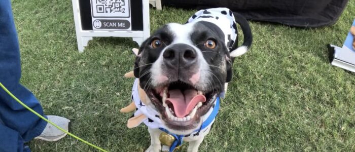 Huntsville Botanical Gardens hosts pet-friendly days for visitors who want to explore the garden with their leashed furry friends