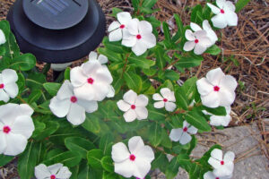 Madagascar periwinkle