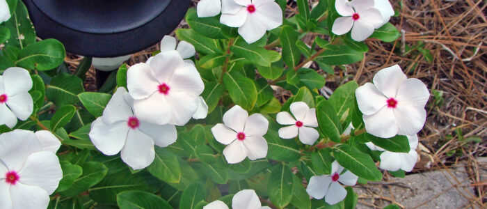 Madagascar periwinkle